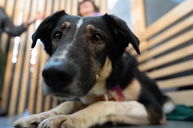 Фестиваль WOOF – новый сезон помощи бездомным питомцам Фестиваль WOOF – новый сезон помощи бездомным питомцам