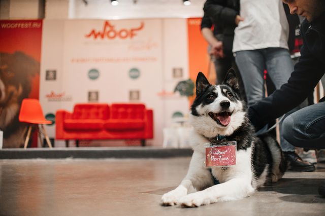 Центр изучения питания и благополучия животных поддержит осенние фестивали WOOF в четырех городах России Центр изучения питания и благополучия животных поддержит осенние фестивали WOOF в четырех городах России