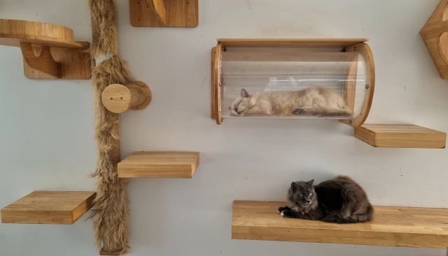 Центр помог выбрать лучшие проекты котокомнат в приютах для программы «Территория Мяу» Центр помог выбрать лучшие проекты котокомнат в приютах для программы «Территория Мяу»