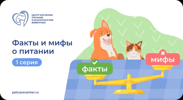Опасно или полезно: о готовых кормах и домашней пище Опасно или полезно: о готовых кормах и домашней пище