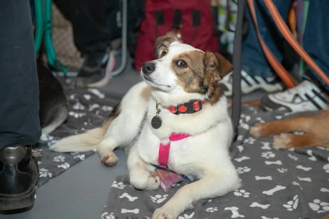 Фестиваль WOOF завершил весенний сезон, пристроив сотни животных в трех городах России Фестиваль WOOF завершил весенний сезон, пристроив сотни животных в трех городах России