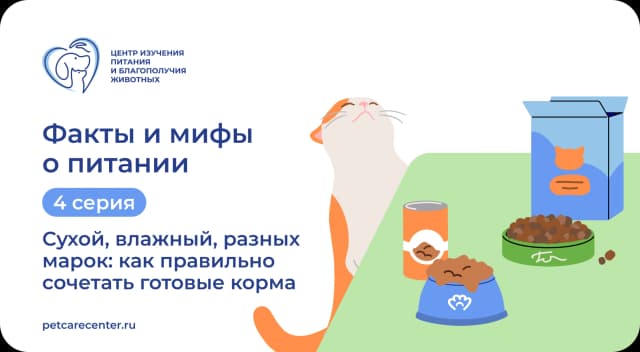 Можно ли сочетать сухой и влажный корм: 3 факта Можно ли сочетать сухой и влажный корм: 3 факта